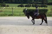 Beau petit cheval de sport SBS à vendre - 5 ans