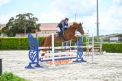 Cheval CSO de compétition - Anglo Arabe