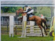 Cheval CSO de compétition - Anglo Arabe