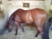 Cheval CSO de compétition - Anglo Arabe