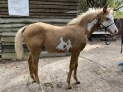 À vendre poney OC