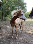 À vendre poney OC