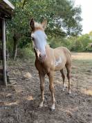 À vendre poney OC