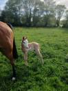 À vendre poney OC