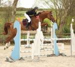 Hongre - 168cm - cso
