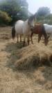 Poney