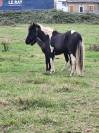 Poney
