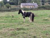 Poney