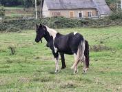 Poney