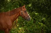 Caballo castrado Silla Francés En venta 2013 Alazán