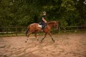 Caballo castrado Silla Francés En venta 2013 Alazán
