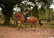 Caballo castrado Silla Francés En venta 2013 Alazán