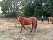 Pouliche par I am Semilly