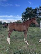 Poulain Mâle par I am Semilly
