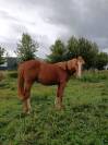 Orion de la Babette
