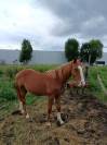 Orion de la Babette