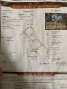 vend magnifique jument paint horse 10 ans