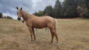 Poney palomino