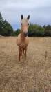 Poney palomino