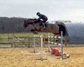 Jument CSO 7 ans, mental, force, equilibre