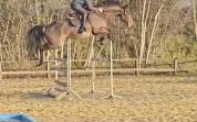 Jument CSO 7 ans, mental, force, equilibre