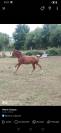 Poulain onc