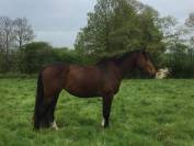Poulain SF 