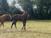 Poulain SF 