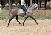 Hongre PRE 5 ans - transport possible