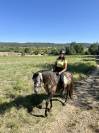 Hongre PRE 5 ans - transport possible