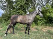 Hongre PRE 5 ans - transport possible