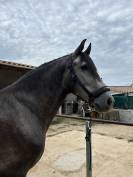 Hongre PRE 5 ans - transport possible