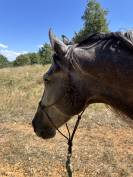 Hongre PRE 5 ans - transport possible