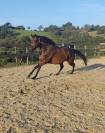 A vendre petit cheval 
