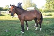 Poulain mâle de 2 ans Selle français 