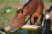 Poulain mâle de 2 ans Selle français 