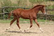 Vente Poulqin SF 6 mois