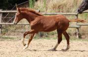 Vente Poulqin SF 6 mois
