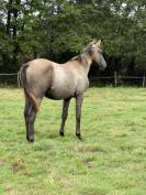 Yearling femelle untouchable 27 x Falko de hus 
