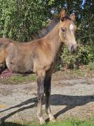 Dekhengst Franse rijpony PFS Te koop 2025 Isabel ,  L'ancelot du ménage