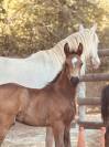 Dekhengst Franse rijpony PFS Te koop 2025 Isabel ,  L'ancelot du ménage