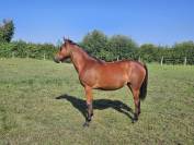 Merrie New Forest Te koop 2024 Donker bruin / bai ,  L'ancelot du ménage