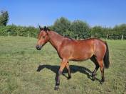 Merrie New Forest Te koop 2024 Donker bruin / bai ,  L'ancelot du ménage