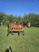 Merrie New Forest Te koop 2024 Donker bruin / bai ,  L'ancelot du ménage