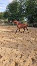 Merrie New Forest Te koop 2024 Donker bruin / bai ,  L'ancelot du ménage