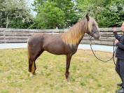 cheval 3/ rocky mountain horse