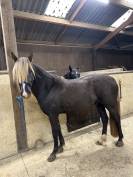 cheval 3/ rocky mountain horse