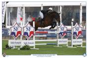 Top hongre 6 ans à vendre 