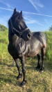 Cheval Merens Male