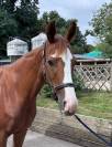 vends jument 4 ans SF